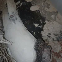 کفتر کله هفت رنگ