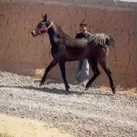 کره مادیون کره ای از طوفان کیانی