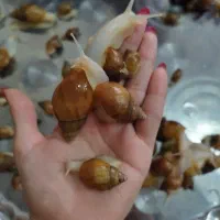 حلزون پرورشی نژاد آفریقایی آچاتینا فولیکا آلبینو|خزنده|تهران, جی|دیوار