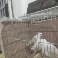 طوطی آلبینو تمام سفید