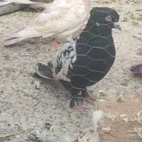 حدوده ۲۷ یا ۳۰ تا کفتر خوب و سرحال اکثرن تختن