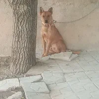 سگ پیت بول