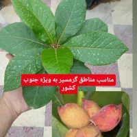نهال انبه پیوندی و انواع نهال های استوایی|گل و گیاه طبیعی|بندرعباس, |دیوار