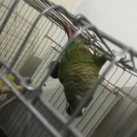 طوطی گرینچیک