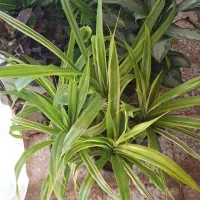 بار گل رسید