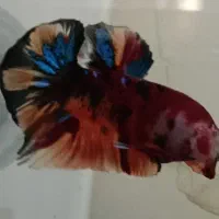 ماهی فایتر پلاکت  وارداتی عطیقه