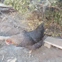 مرغ خانگی تخمگذار چاق برا خون کردنم خوبه|حیوانات مزرعه|مشهد, ویلاشهر|دیوار