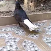 پرند