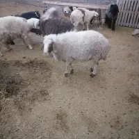 کوهه شیشک چاق مخصوص قصابی