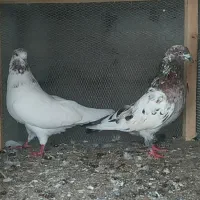 کبوتر پرشی و پاجفتی