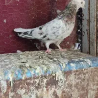 کبوتر تهرانی نر بالارو ساعت پرش از بیرجنده