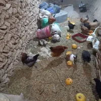 مرغ،اردک،خرگوش|حیوانات مزرعه|دهگلان, |دیوار