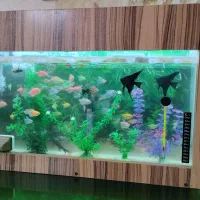 ماهی اکواریوم و لوازم کامل