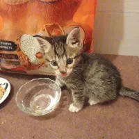 واگذاری رایگان بچه گربه