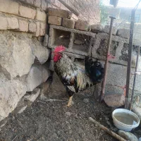 سه عدد خروس محلی درجه یک
