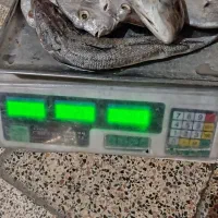 ماهی جش و عروس|ماهی|بندر ماهشهر, |دیوار