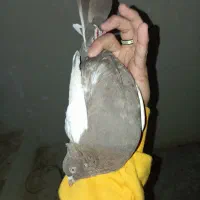 کفتر سینه دم سرخ