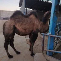 شتر نر دوکوهان