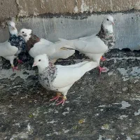 کبوتر طوقی