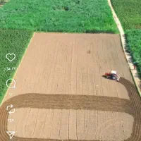 گندم بوجار شده 300کیلو