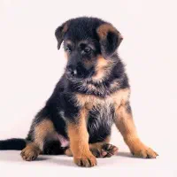 توله ژرمن واگذاری تا ۶ ماهه