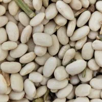 لوبیا چیتی و لوبیا سفید