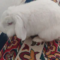 خرگوش سفید|موش و خرگوش|چهارباغ, |دیوار