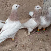 ستا سرخ هفرنگ خطی نر جوان مار