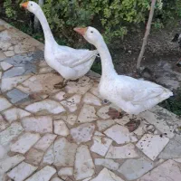 قوغاز ۶ ماهه نرو ماده