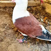 کبوتر ماده دوکت سرخ خوشگل