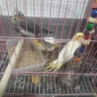 عروس هلندی سرلاکی|پرنده|اسفراین, |دیوار