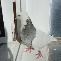 کبوتر طوقی خیلی خوشگل نر|پرنده|سقز, |دیوار