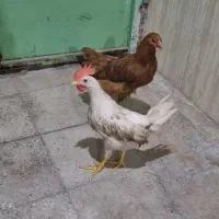 مرغ و خروس