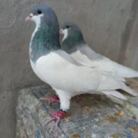 کبوتر شهری کازرون|پرنده|شیراز, فخرآباد (دروازه کازرون)|دیوار