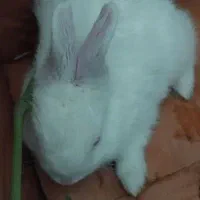 خرگوش