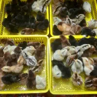 جوجه محلی از نژاد عالی