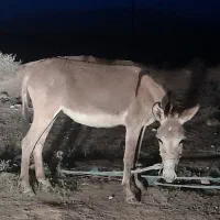 الاغ وکوره خر فروشی