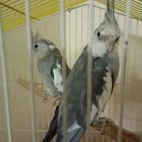 عروس هلندی وایت فیس