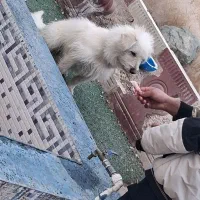 سگ نژاد شیتزو نر