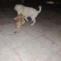 دو عدد توله شیتزو|سگ|سبزوار, شرق کال میانی|دیوار