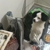 پت -سگ-نر-اشپیتز پامر