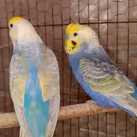 مرغ عشق رینبو اصلی(کبالت)