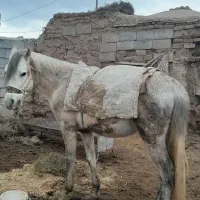 اسب نریون|اسب و تجهیزات اسب‌سواری|اسفراین, |دیوار