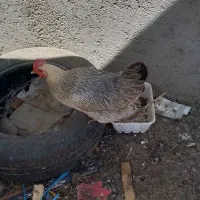 مرغ تخم گذار تخمگذار