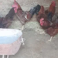 فروش ۶عدد خروس محلی