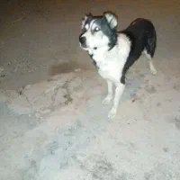 سگ گله|سگ|بیرجند, |دیوار