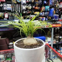 تمدید و شارژ قلمه رایگان|گل و گیاه طبیعی|اصفهان, شاه پسند|دیوار