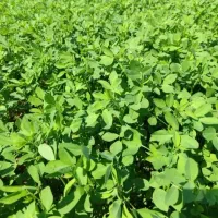 تخم علف محلی بمی