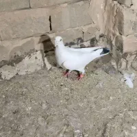 گرفتنی و پرشی