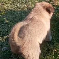 سگ ننه بابا دار خوب